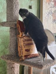 Lost Male Cat last seen On property site, Wichita, KS 67218