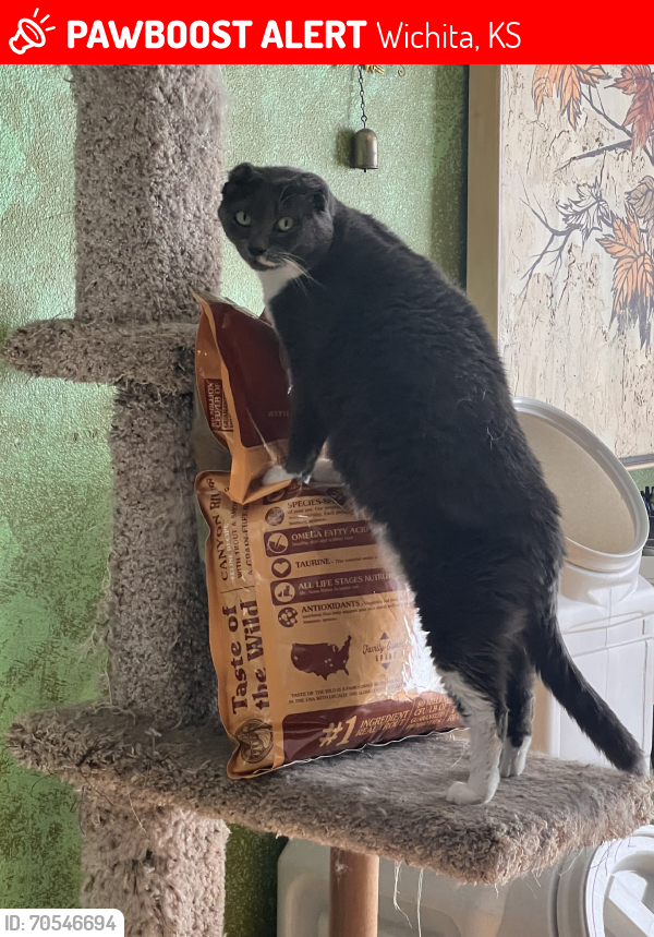Lost Male Cat last seen On property site, Wichita, KS 67218