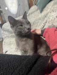 Lost Male Cat last seen Lost in Back Yard near Grandview heights park, Wichita, KS 67218