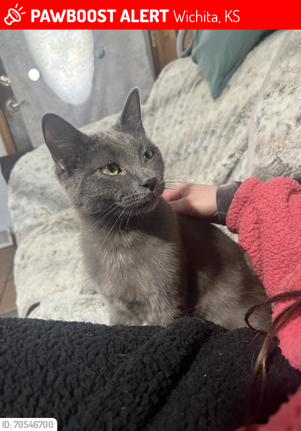 Lost Male Cat last seen Lost in Back Yard near Grandview heights park, Wichita, KS 67218