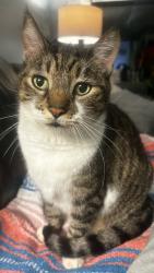 Lost Male Cat last seen inside Calusa Point cndmniums, Miami, FL 33186