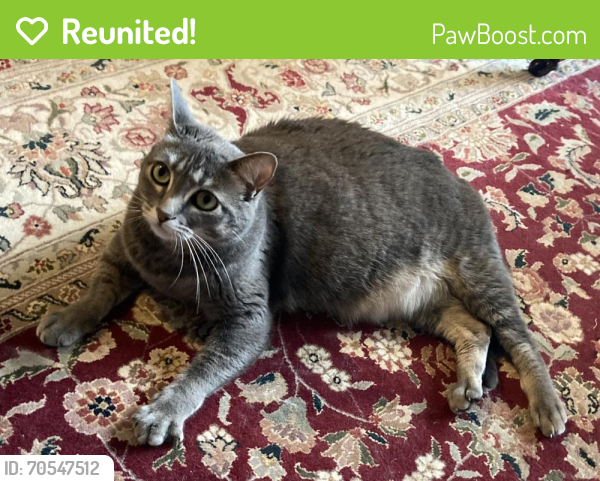 Reunited Female Cat in San Francisco, CA 94114 (ID: 70547512) | PawBoost