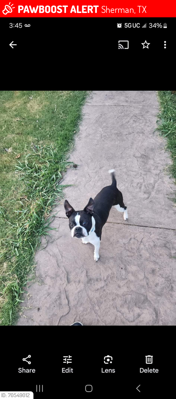 Lost Male Dog last seen Across from kiotee bumper bar , Sherman, TX 75092