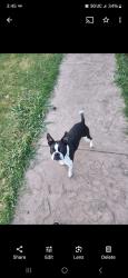 Lost Male Dog last seen Across from kiotee bumper bar , Sherman, TX 75092
