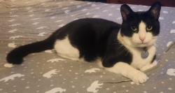 Lost Male Cat last seen Marquette st or Depere st Hart Park, Menasha, WI 54952