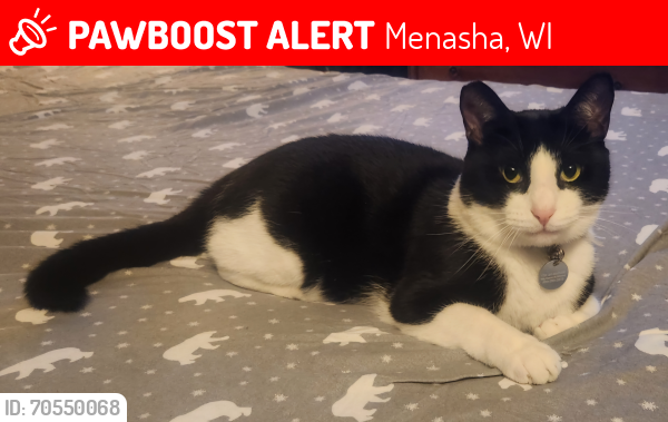 Lost Male Cat last seen Marquette st or Depere st Hart Park, Menasha, WI 54952