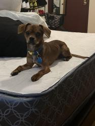 Lost Male Dog last seen Franklin and Nevins, Brooklyn, NY 11217