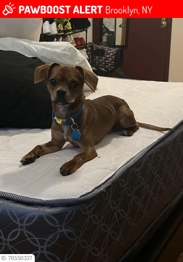 Lost Male Dog last seen Franklin and Nevins, Brooklyn, NY 11217