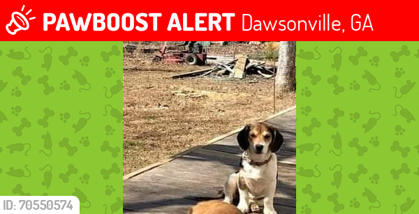 Lost Female Dog last seen Near Williamson rd dawsonville ga, Dawsonville, GA 30534
