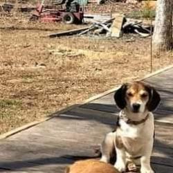 Lost Female Dog last seen Near Williamson rd dawsonville ga , Dawsonville, GA 30534