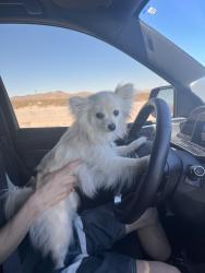 Lost Female Dog last seen Carothers ct , Gowan , Las Vegas, NV 89107