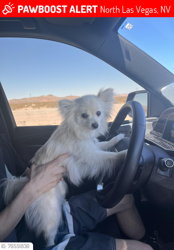 Lost Female Dog last seen Carothers ct , Gowan , Las Vegas, NV 89107