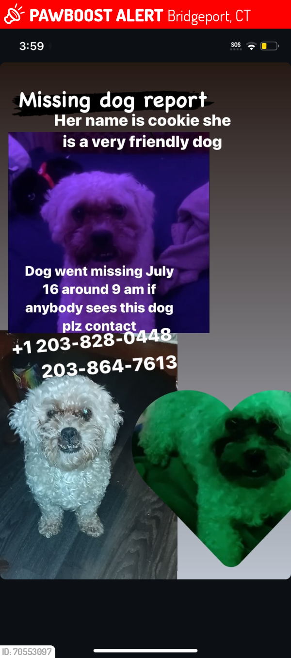 Bridgeport, CT Lost Female Dog, Cookie Is Missing | PawBoost