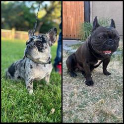Reunited Female Dog last seen Fremont st & Miner ave stockton ca, Stockton, CA 95205