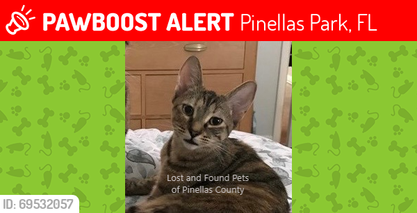 Lost Female Cat last seen Mainlands unit 6 Pinellas Park, Pinellas Park, FL 33782