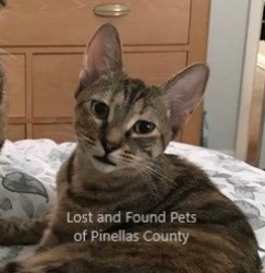 Lost Female Cat last seen Mainlands unit 6 Pinellas Park , Pinellas Park, FL 33782