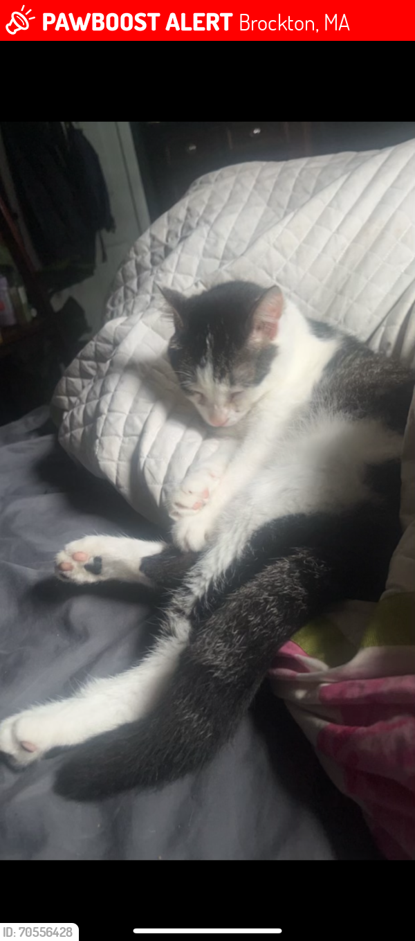 Brockton, MA Lost Male Cat, Draco Is Missing | PawBoost