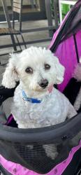 Lost Male Dog last seen Colorado Blvd/ Santa Cruz Rd, Arcadia, CA 91006