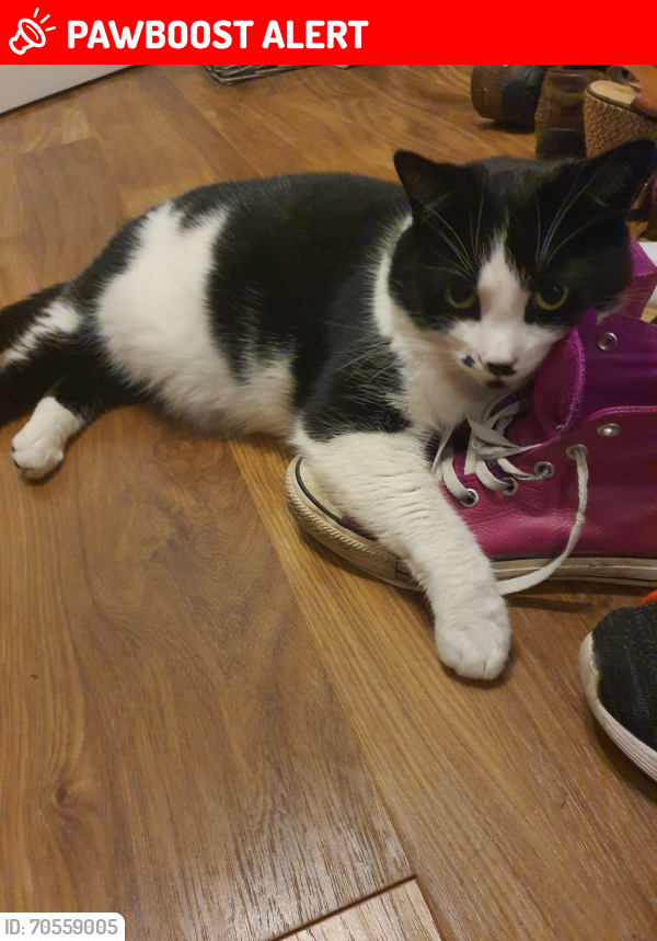 Lost Male Cat last seen Harvest Ride, Warfield, England RG42