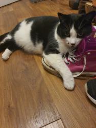 Lost Male Cat last seen Harvest Ride, Warfield, England RG42