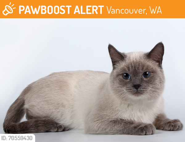 Found/Stray Unknown Cat last seen Found between some bushes that separated two front yards., Vancouver, WA 98682
