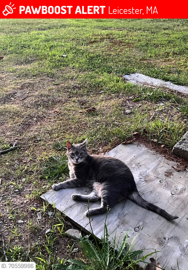 Lost Female Cat last seen Near Burncoat Ln, Leicester, MA 01524, USA, Leicester, MA 01524