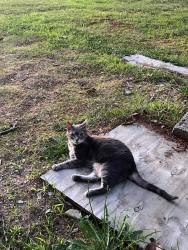 Lost Female Cat last seen Near Burncoat Ln, Leicester, MA 01524, USA, Leicester, MA 01524