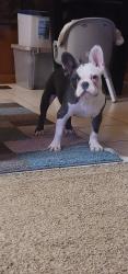 Lost Male Dog last seen 155th st and price ave, Calumet City, IL 60409
