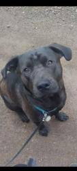 Reunited Male Dog last seen Near Martin Rd, Duluth, MN 55803, USA, Duluth, MN 55803