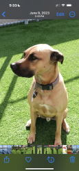 Lost Male Dog last seen Hansen and Schulte by warehouses, Tracy, CA 95377