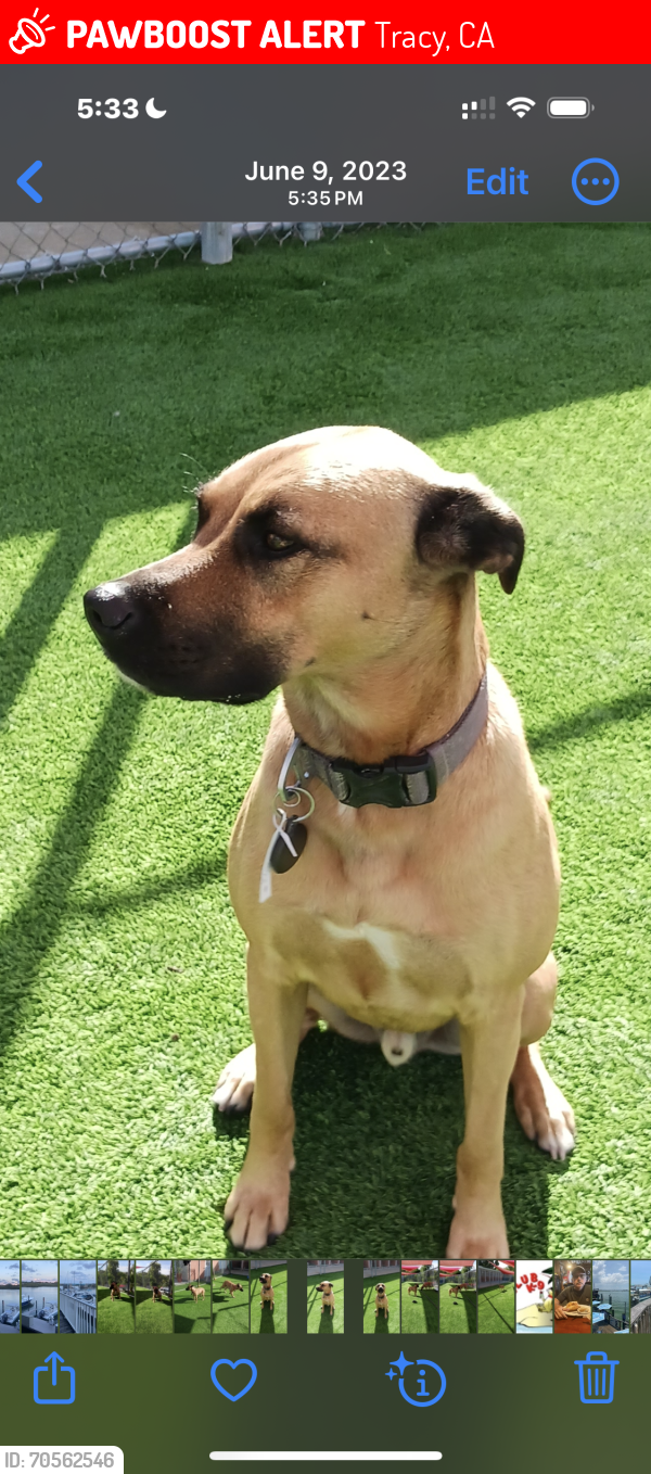 Lost Male Dog last seen Hansen and Schulte by warehouses, Tracy, CA 95377