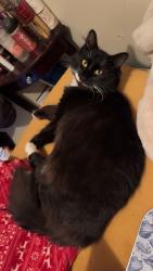 Lost Male Cat last seen Clam Harbour Road, Lake Charlotte, NS B0J 1Y0