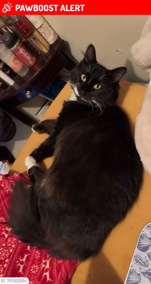 Lost Male Cat last seen Clam Harbour Road, Lake Charlotte, NS B0J 1Y0