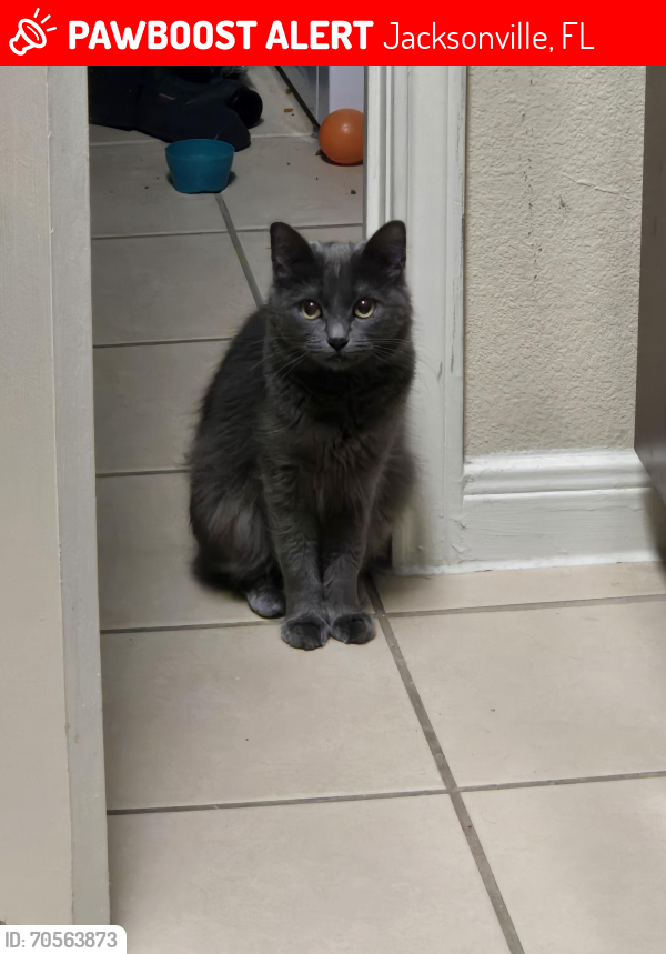 Lost Female Cat last seen Yellow bluff, Jacksonville, FL 32226