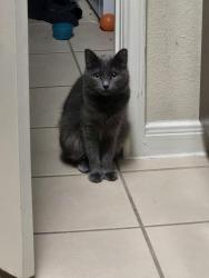 Lost Female Cat last seen Yellow bluff, Jacksonville, FL 32226