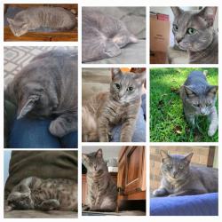 Lost Male Cat last seen Fishing Creek Rd,  Wilkesboro, NC , Wilkes County, NC 28659