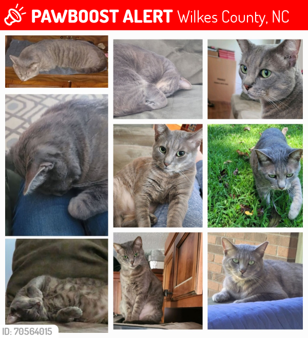 Lost Male Cat last seen Fishing Creek Rd,  Wilkesboro, NC , Wilkes County, NC 28659