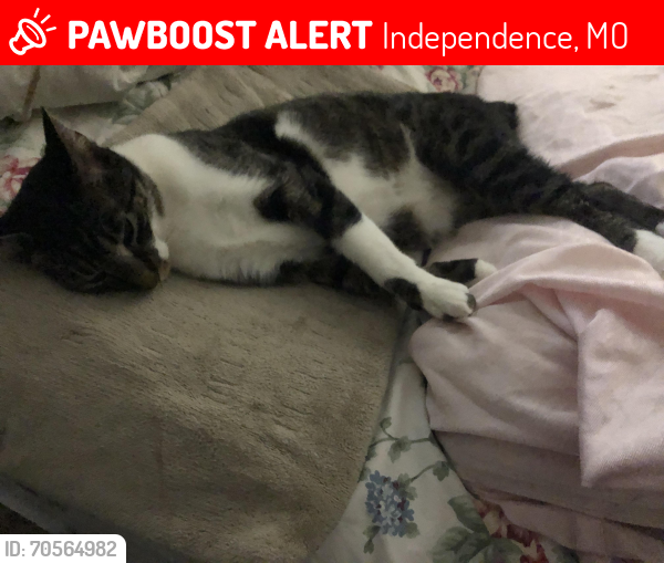 Lost Female Cat last seen Vermont Ave and Blue Ridge Blvd., Independence, MO 64052