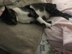 Lost Female Cat last seen Vermont Ave and Blue Ridge Blvd., Independence, MO 64052