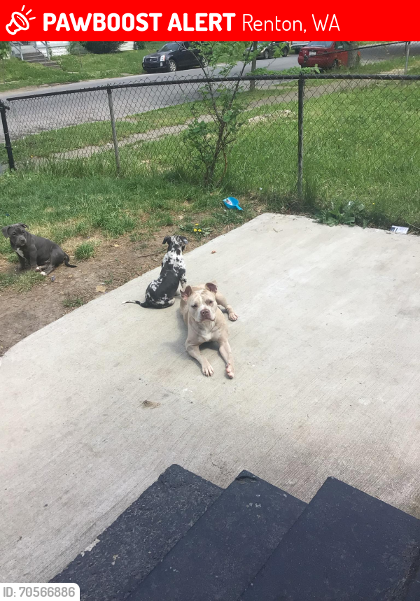 Lost Female Dog last seen Renton wa, Renton, WA 98057
