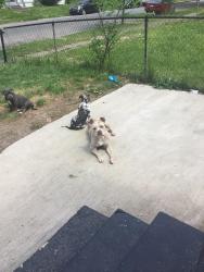 Lost Female Dog last seen Renton wa, Renton, WA 98057
