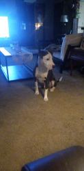 Lost Male Dog last seen South Duck Creek Cleveland Tx 77328, Cleveland, TX 77328