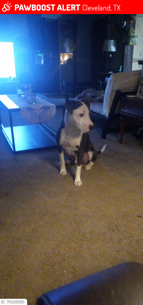 Lost Male Dog last seen South Duck Creek Cleveland Tx 77328, Cleveland, TX 77328
