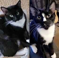 Lost Male Cat last seen Ginger trail, chinkipin trail, Jefferson ave, Newport News, VA 23608
