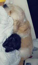 Lost Male Dog last seen Camp st. Providence, RI,02906, Providence, RI 02906