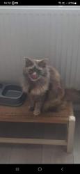Lost Female Cat last seen Bournville road weston super mare , North Somerset, England BS23