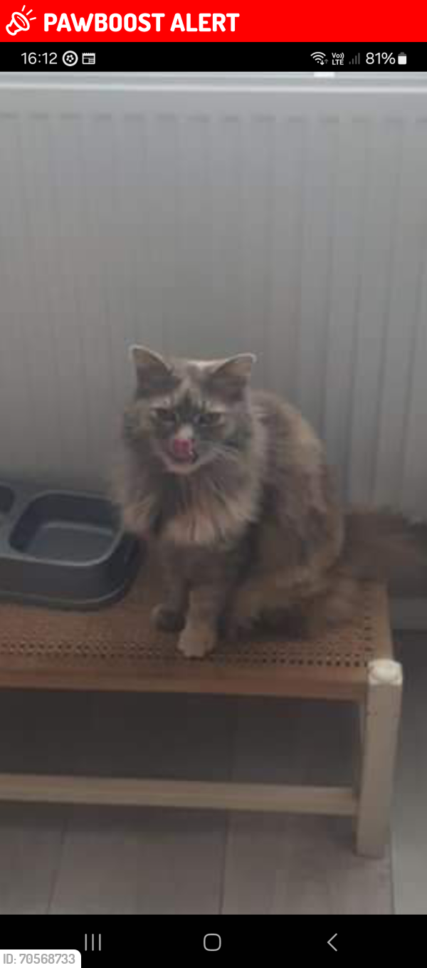 Lost Female Cat last seen Bournville road weston super mare, North Somerset, England BS23
