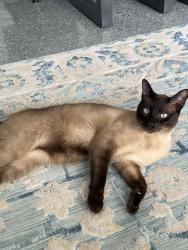 Lost Male Cat last seen Near N Beck Rd in Plymouth, Plymouth, MI 48170