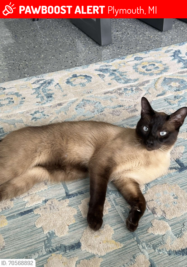 Lost Male Cat last seen Near N Beck Rd in Plymouth, Plymouth, MI 48170