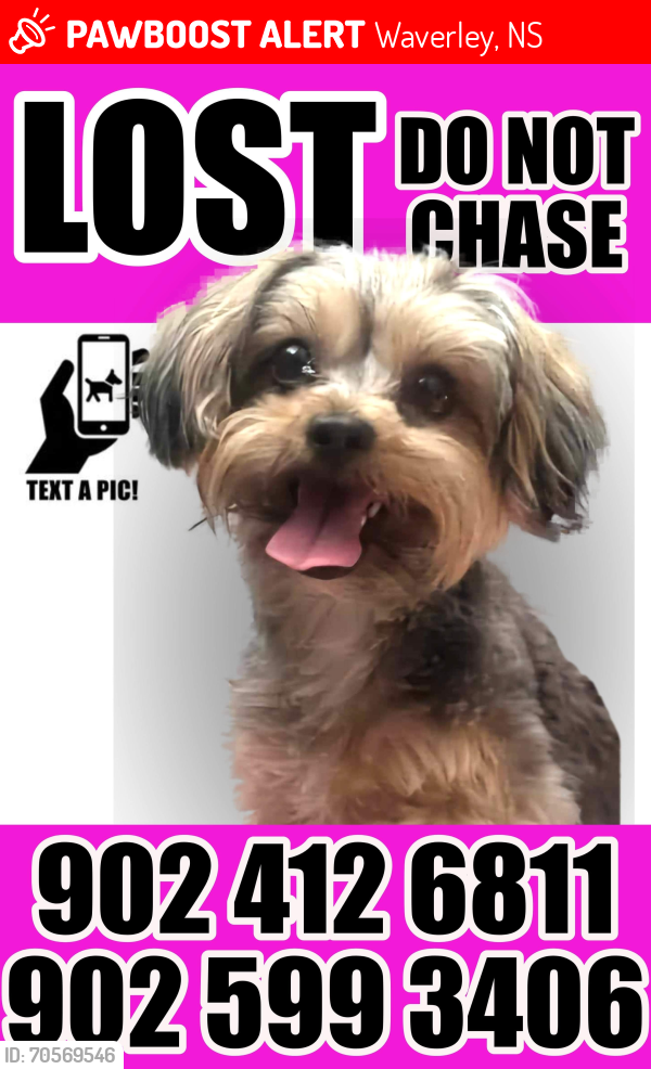 Lost Female Dog last seen Spider Lake Road, Shubie Trail, Waverley, NS B2R 1V6